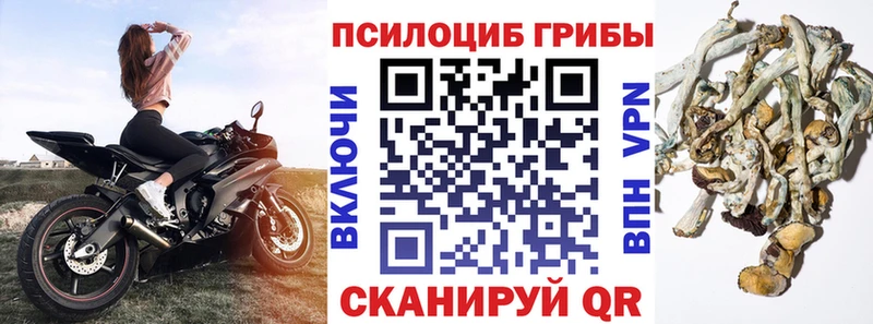 Галлюциногенные грибы Psilocybine cubensis  Кирсанов 